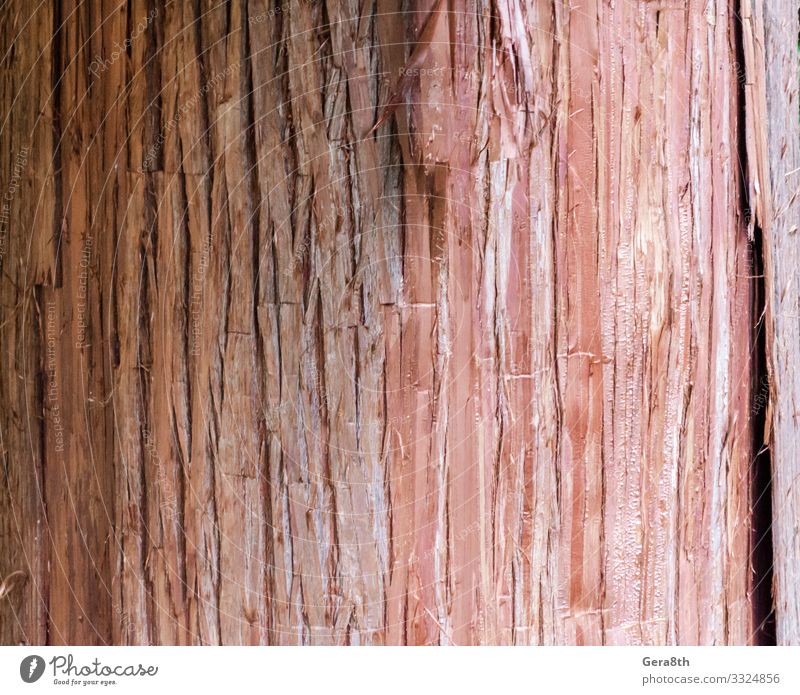 natürliches Baumstamm-Texturmuster in Nahaufnahme Natur Holz Sauberkeit rot Farbe Hintergrund Rinde blanko detailliert orange strukturell Konsistenz Kofferraum