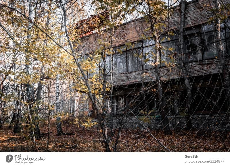 Ruinen eines Backsteinhauses in der Stadt Tschernobyl Ukraine Ferien & Urlaub & Reisen Tourismus Ausflug Haus Pflanze Herbst Baum Gras Blatt Gebäude Straße alt
