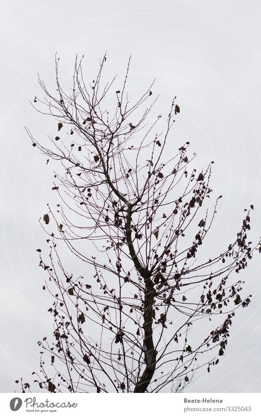 Stürmische Zeiten (2) Natur Landschaft Winter Wind Sturm Eis Frost Baum Zeichen wählen Bewegung festhalten fliegen kämpfen schaukeln ästhetisch hoch natürlich