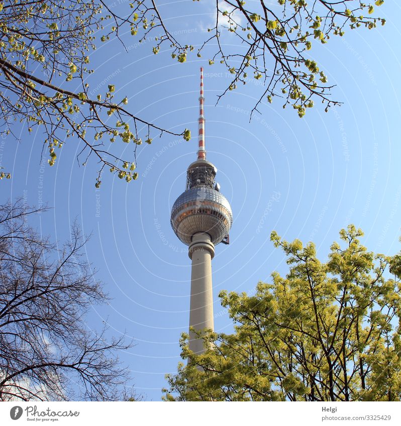 der Fernsehturm Berlin vor blauem Himmel, umrahmt von Zweigen Umwelt Natur Pflanze Frühling Baum Blatt Turm Bauwerk Gebäude Architektur Wahrzeichen stehen groß