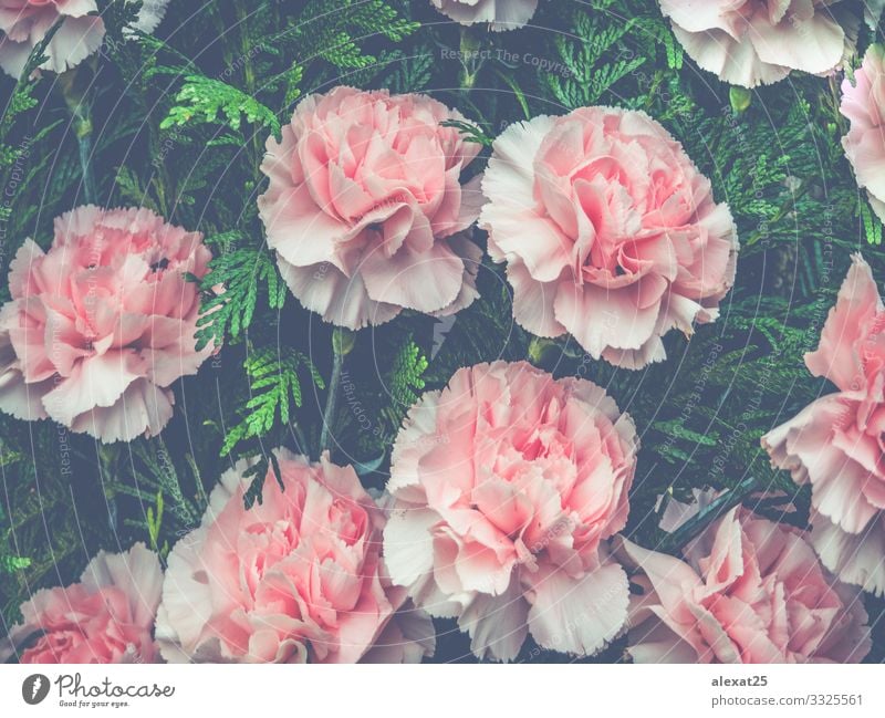 Blumen Hintergrund mit rosa Blumen schön Sommer Garten Dekoration & Verzierung Hochzeit Geburtstag Mutter Erwachsene Kunst Natur Pflanze Rose Blatt Blüte