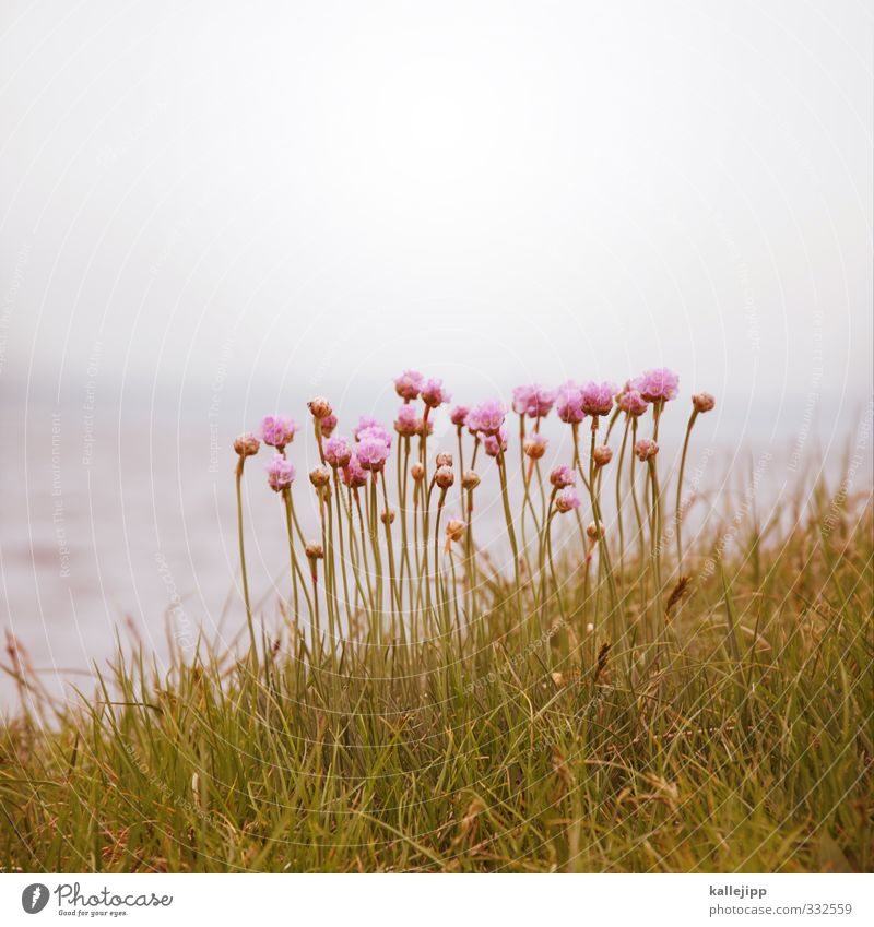 kleines rosa Umwelt Natur Landschaft Pflanze Tier Luft Wasser Horizont Blume Gras Blatt Blüte Wiese grün grassnelken Seeufer Schlei Farbfoto mehrfarbig