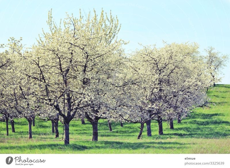 Kirschblüte Natur Landschaft Pflanze Wolkenloser Himmel Sonne Frühling Schönes Wetter Baum Blüte Wiese Blühend blau grün weiß Glück Lebensfreude
