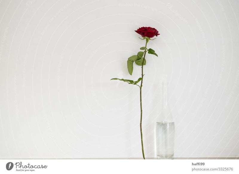 Rose am Wasser Pflanze Flasche Wasserflasche ästhetisch elegant Glück einzigartig dünn rot weiß Gefühle Liebe Verliebtheit Romantik Partnerschaft Duft Erwartung
