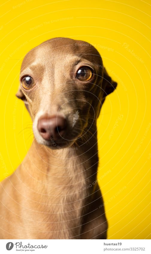 Porträt eines italienischen Windhundes im Atelier Glück schön Freundschaft Tier Haustier Hund 1 Freundlichkeit Fröhlichkeit klein lustig niedlich braun gelb