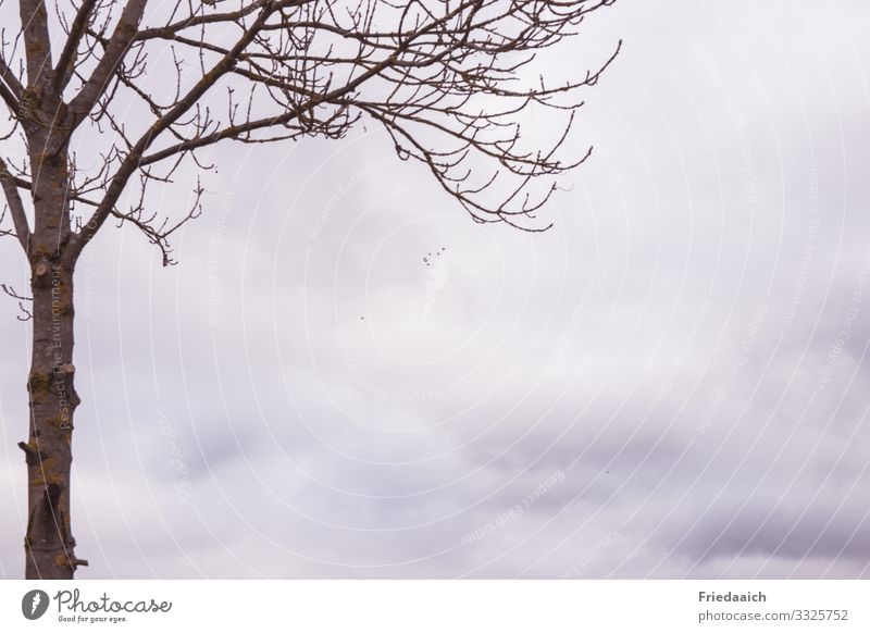 Ganz weit oben Natur Himmel Wolken Winter Baum Vogel Schwarm atmen beobachten entdecken Erholung Ferne frei Unendlichkeit Neugier blau grau Zufriedenheit