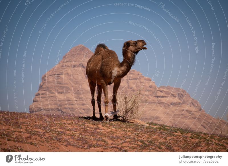 Kamelreiten in der Wüste von Wadi Rum, Jordanien Reiten Mitfahrgelegenheit Camel Kamele Trekking Tier Tiere Offroad Transport Sand Berge Horizont Bahn Dunes