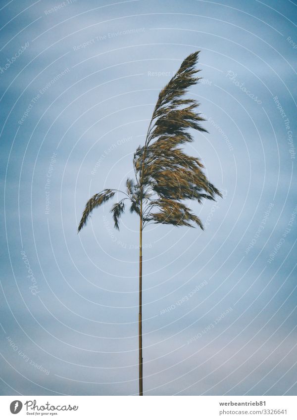 Einzelnes Schilf vor einem blauen Himmel Umwelt Natur Pflanze Wolken Herbst Winter Klima Klimawandel schlechtes Wetter Gras Wildpflanze Teich See ästhetisch
