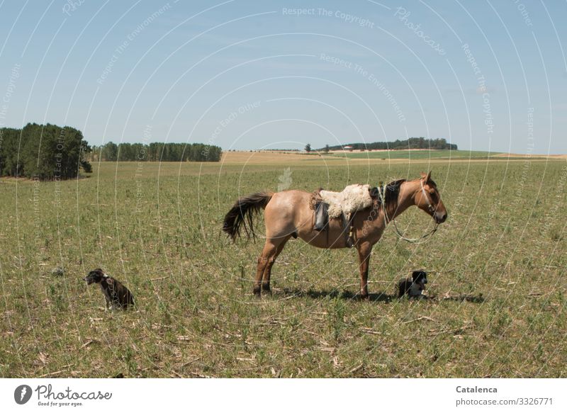 Das Pferd des Gauchos und seine beiden Hunde warten Landwirtschaft Forstwirtschaft Landschaft Pflanze Tier Wolkenloser Himmel Horizont Sommer Baum Gras Wiese