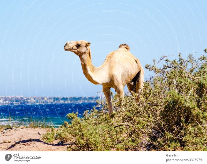 einsames dünnes Kamel im Busch am Roten Meer Strand Wellen Sand Himmel Küste alt klein blau Einsamkeit Dahab Ägypten Ägypter Rotes Meer Süd-Sinai eckig Buchse