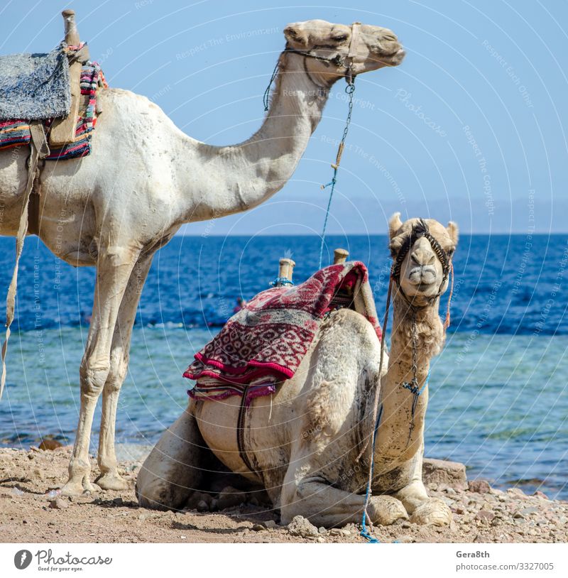 Porträt von zwei Kamelen an der Meeresküste in Ägypten Dahab exotisch Ferien & Urlaub & Reisen Tourismus Ausflug Strand Paar Natur Tier Sand Horizont Küste