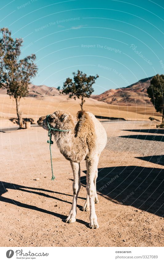 Kamelbaby allein mitten in der Wüste Ferien & Urlaub & Reisen Sightseeing Expedition Sommer Sommerurlaub Sonne Baby Kindheit Natur Landschaft Tier Sand