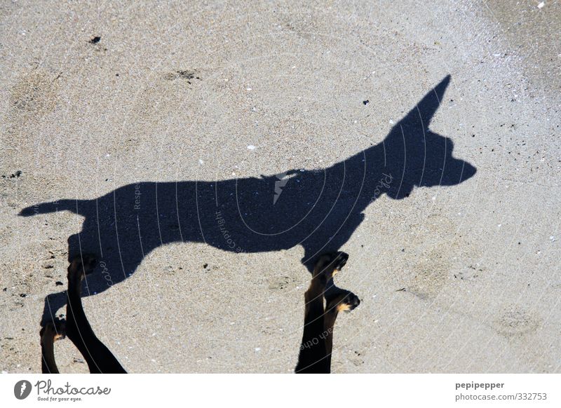 Shadog Sommerurlaub Strand Küste Tier Haustier Hund 1 Blick stehen Tierliebe Schatten Ohr Schnautze Außenaufnahme Detailaufnahme Kontrast Silhouette