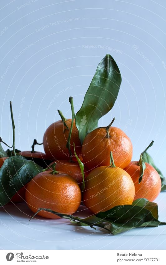 Mandarinen Lebensmittel Frucht Orange Ernährung Bioprodukte Vegetarische Ernährung Fasten Lifestyle kaufen Gesundheit Gesunde Ernährung Kunstwerk Natur Baum
