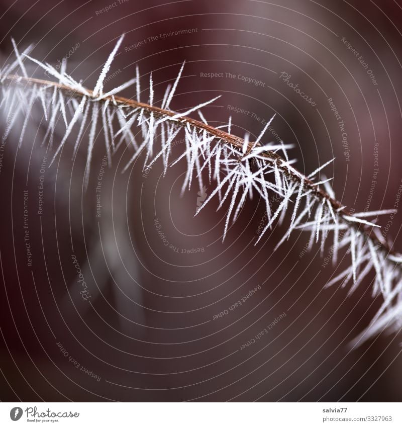 Eiszeit | Eisnadeln Umwelt Natur Urelemente Herbst Winter Klima Wetter Frost Pflanze Zweig Raureif ästhetisch außergewöhnlich Spitze stachelig Stachel