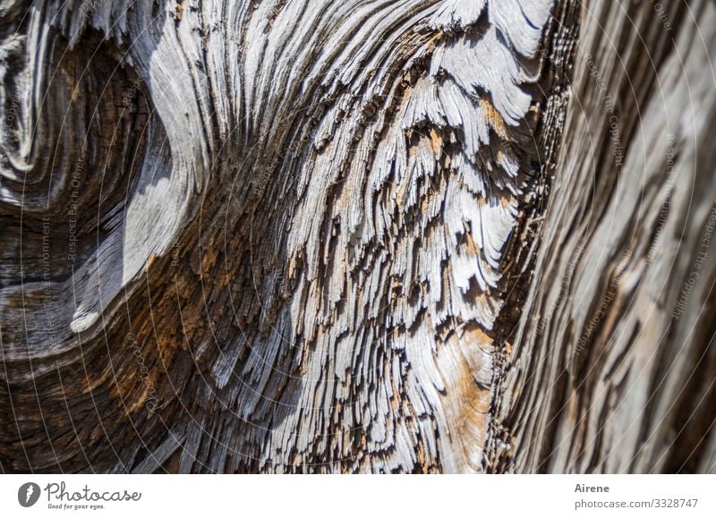 was Holz so alles kann Olivenbaum Baumstamm Maserung Wachstum braun komplex Natur skurril Kreativität Muster Individualist einzigartig außergewöhnlich Charakter