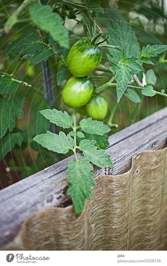 tomaten Lebensmittel Gemüse Tomate Natur Pflanze Blatt Nutzpflanze Garten Feld frisch Gesundheit natürlich grün Wachstum Tomatenplantage Farbfoto Außenaufnahme