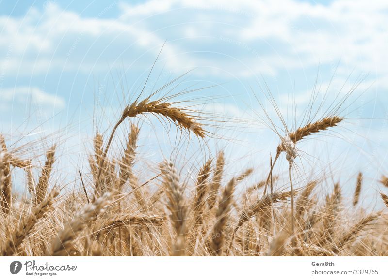 Ährchen aus Weizen auf einem Feld auf einem Bauernhof vor einem blauen Himmel Sommer Kultur Natur Pflanze Wolken Klima Blatt Wachstum natürlich weiß Farbe agrar