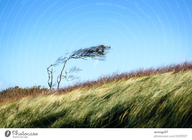 Windflüchter am Weststrand Landschaft Pflanze Erde Luft Herbst Schönes Wetter Baum Gras Sträucher Küste Ostsee blau braun gelb grün Natur Darß Stranddüne