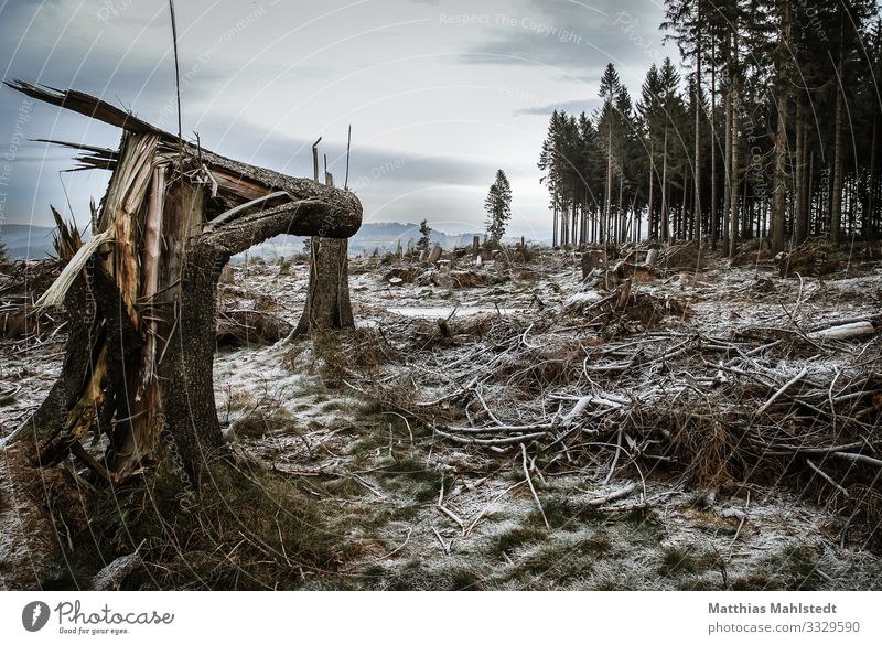 Nach dem Sturm Natur Landschaft Pflanze Winter Klima Klimawandel Wetter Eis Frost Baum Wald Lüdenscheid Holz trist braun grau Zukunftsangst Endzeitstimmung