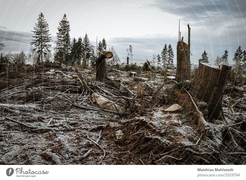Sturmschäden im Wald Umwelt Natur Landschaft Pflanze Winter Klima Klimawandel Wetter Baum Lüdenscheid trist grau Zukunftsangst Endzeitstimmung Umweltschutz