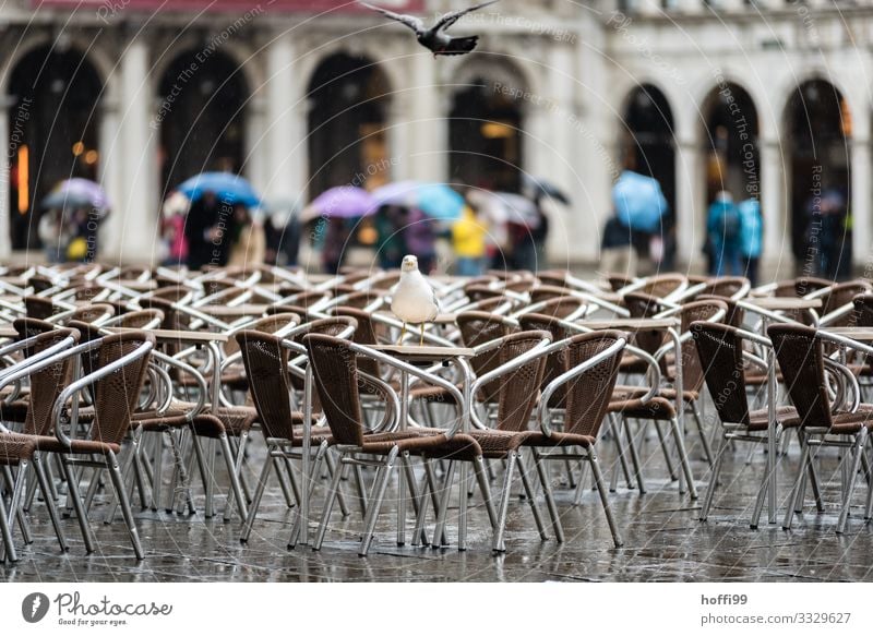 Regen in Venedig Wetter schlechtes Wetter Wind Platz Piazza Venezia Markusplatz Vogel Taube Möwe Möwenvögel Stuhl Regenschirm kalt nass Enttäuschung Einsamkeit