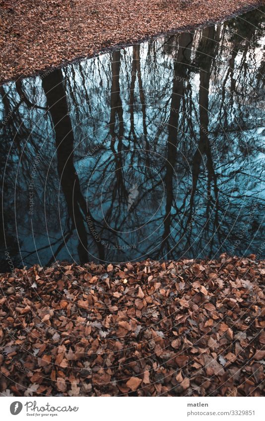 trübe Jahreszeit Natur Pflanze Wasser Himmel Winter schlechtes Wetter Baum Wald Küste kalt blau braun Buchenblatt Reflexion & Spiegelung Farbfoto