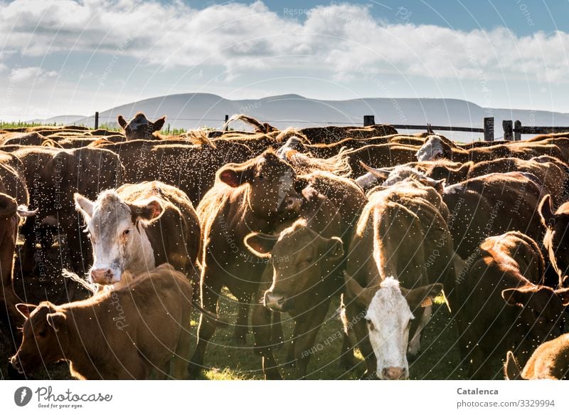 Rinder |  ihre Rolle im Klimawandel Menschenleer Pflanze Natur Insekt Fliegen Gras Sommer Wiese Weide Nutztier Tier Herde authentisch blau braun grün nachhaltig