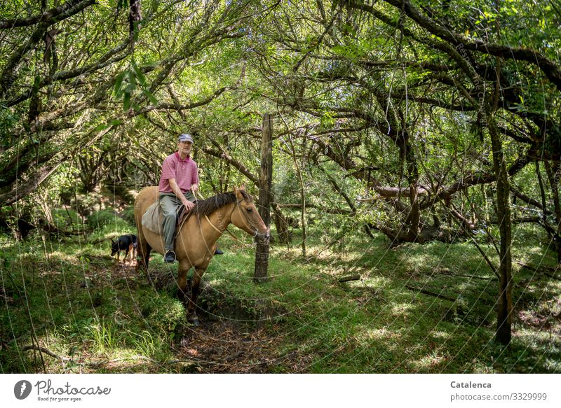 Reiter,  Pferd und Hund in üppiger Vegetation Landschaft Natur Person männlich reiten stehen warten Tier Pferde Nutztier Urwald Gestrüpp Bäume Gras Pfad Äste