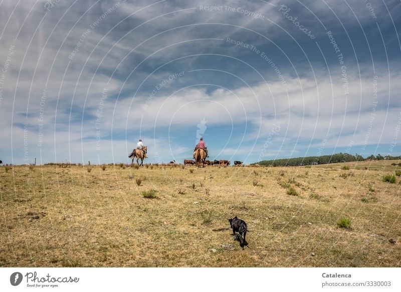 Zwei Reiter und ein müder Hund treiben die Rinderherde an einem heißen Sommertag durch das vertrocknete Land Natur Landschaft Flora Fauna Nutztier Pferde Gras