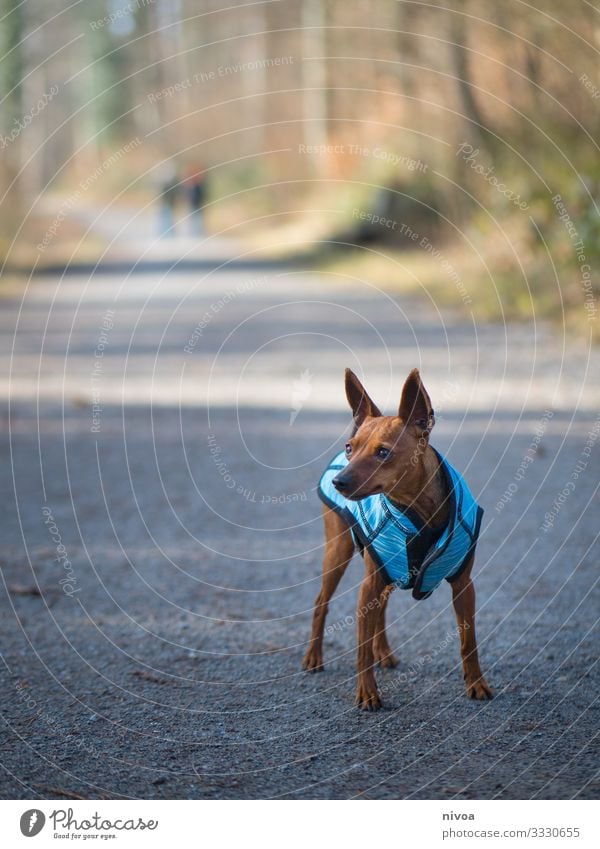 Rehpinscher Pinscher Hund niedlich laufen Spaziergang Tier Haustier Außenaufnahme Farbfoto 1 Tierporträt Gassi gehen Natur Tag Freundschaft Hundeleine