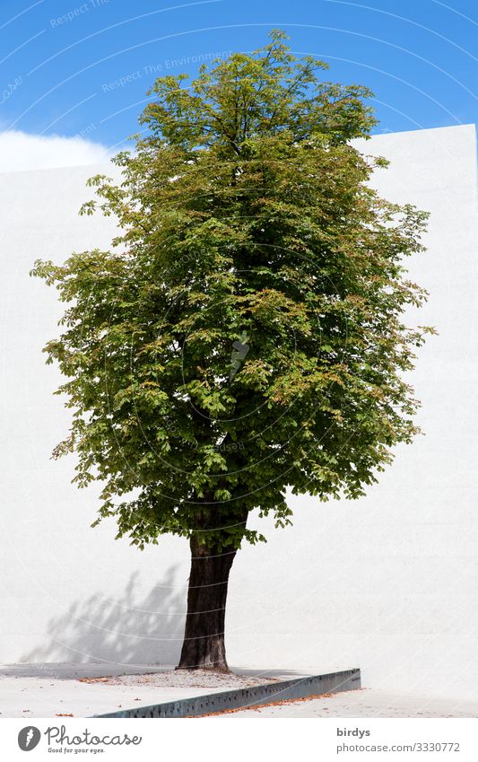 denk mal "Baum" Wolkenloser Himmel Sommer Klima Klimawandel Schönes Wetter Mauer Wand 1 Wachstum ästhetisch authentisch positiv Sauberkeit blau grün weiß