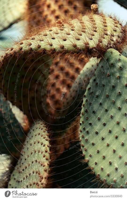 piquante Pflanze Kaktus stachelig grün Natur Botanik flach Feigenkakteen Muster Farbfoto Gedeckte Farben Innenaufnahme Nahaufnahme Detailaufnahme Menschenleer
