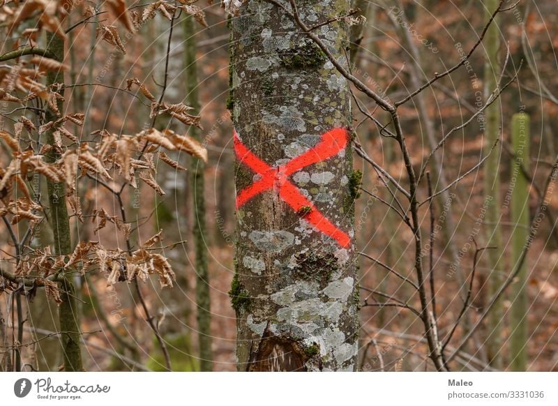 Mit rotem Kreuz markierter Baum Herbst Hintergrundbild Konzepte & Themen Unternehmen Abholzung ökologisch Umwelt Blatt Wald Industrie Holz Reparatur