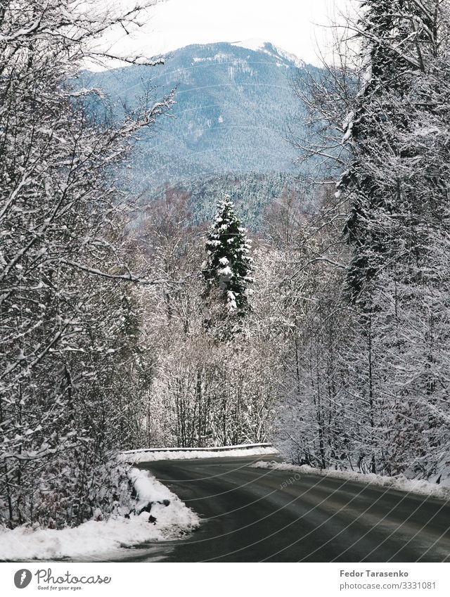 Dahowskaja, auf dem Weg zum staatlichen kaukasischen Biosphärenreservat Natur Landschaft Schönes Wetter Eis Frost Schnee Pflanze Baum Sehenswürdigkeit