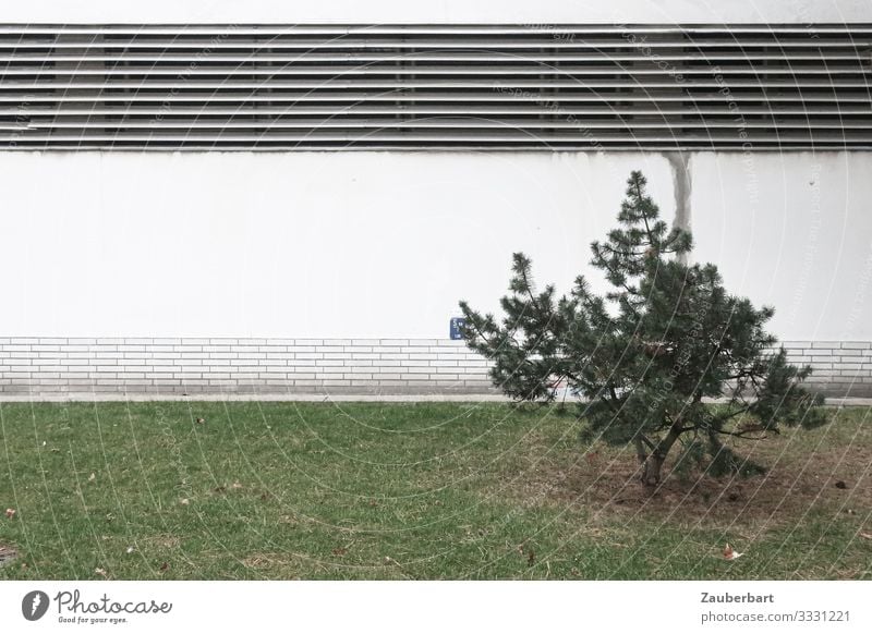 Stadtkiefer Lüftungsschlitz Pflanze Baum Gras Kiefer Rasen Berlin Mauer Wand Fassade Lamellenjalousie Stein Metall stehen grau grün weiß diszipliniert Ausdauer