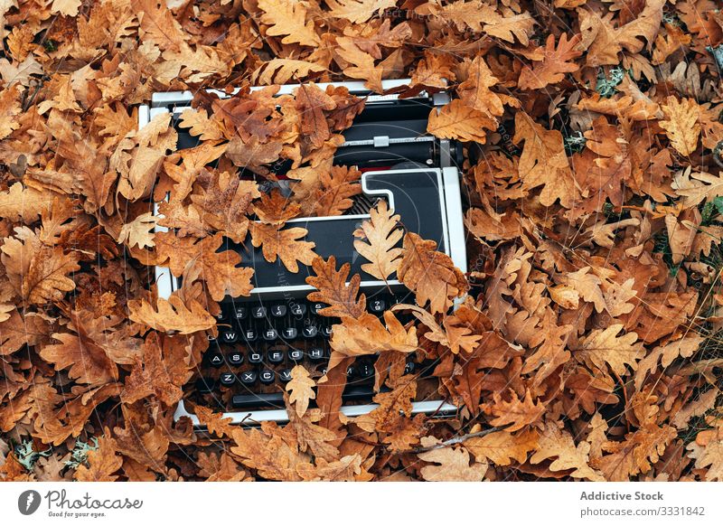 Schreibmaschine im Herbst mit Eichenlaub bedeckt altehrwürdig Stimmung Blätter Wald Tablette Eichenwald modern elektronisch Reflexion & Spiegelung schreiben