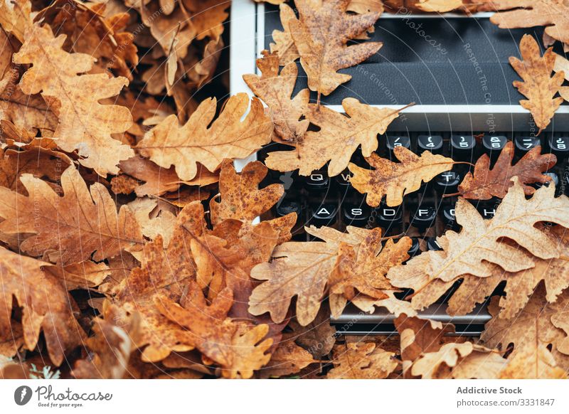 Schreibmaschine im Herbst mit Eichenlaub bedeckt altehrwürdig Stimmung Blätter Wald Tablette Eichenwald modern elektronisch Reflexion & Spiegelung schreiben