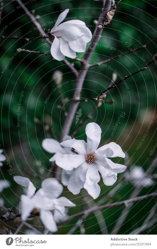 Weiße Magnolienblüte mit großen Blütenblättern Flora Blume Blütenblatt rein sanft duftig aromatisch Garten botanisch schön Natur Frühling Überstrahlung Charme