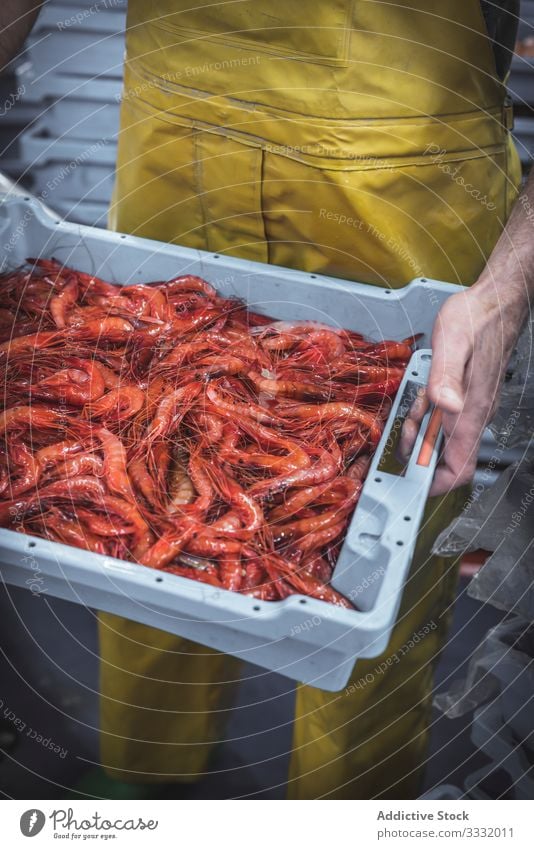Gesichtsloser Arbeiter mit roten Garnelen am Marktstand Mann führen Granele Kasten frisch Marktplatz Mahlzeit Krabbe Ernährung Feinschmecker männlich