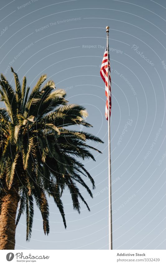 Flagge der USA und Palme gegen den Himmel Fahne Handfläche Ansicht Landschaft Sommer urban Venice Beach reisen Tag Kalifornien Symbol Urlaub Resort typisch