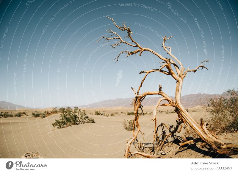 Blick auf Todesbaum und Büsche in der Wüste wüst Baum Düne Ansicht Landschaft Himmel tot trocknen Natur USA Reise Buchse reisen Tag Urlaub Sommer Zustand