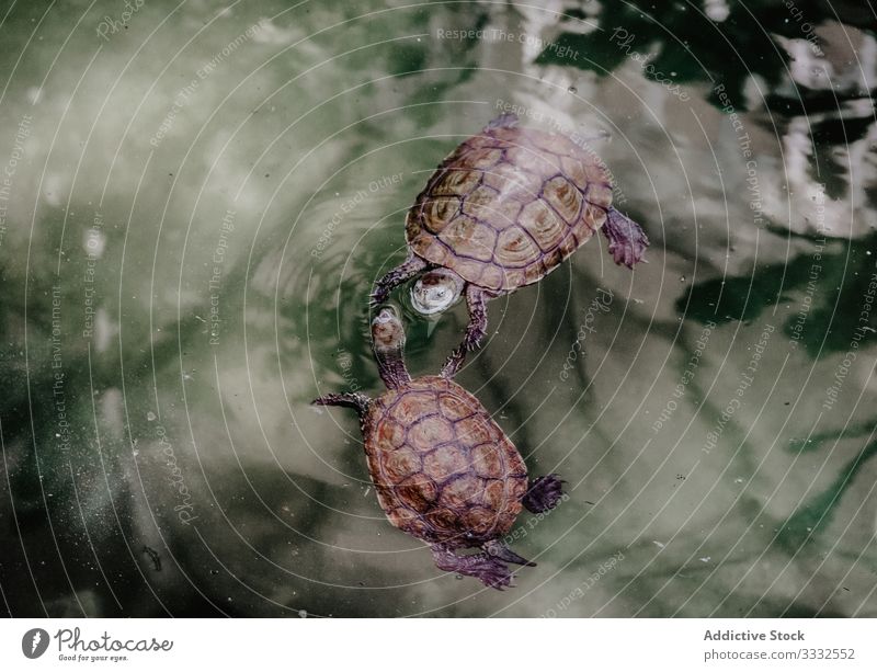 Schildkröten schwimmen in sauberem Teich Wasser Sauberkeit Windstille reptilisch Tier wild Natur Landschaft Arten Lebensraum Panzer Kaltblütig Landschildkröte