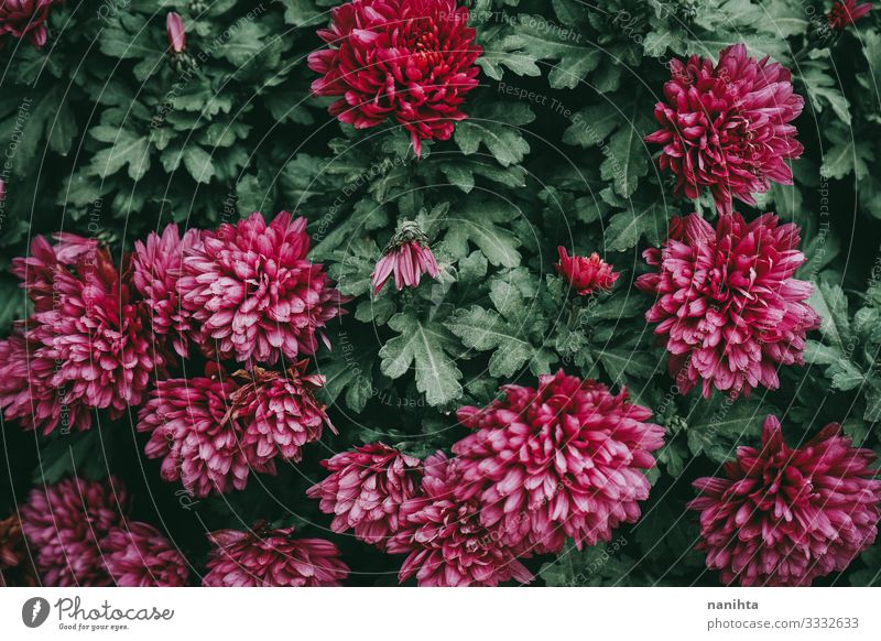 Schöne und dunkle Blütenkomposition Stil schön Leben Tapete Natur Pflanze Frühling Blume verblüht dunkel frisch natürlich grün rosa Konsistenz Zusammensetzung