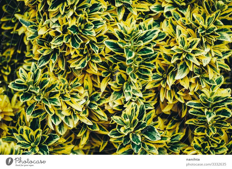 Organische Blatttextur in Grüntönen Leben Tapete Natur Pflanze Frühling Sommer Grünpflanze verblüht Wachstum authentisch dunkel frisch natürlich viele gelb grün