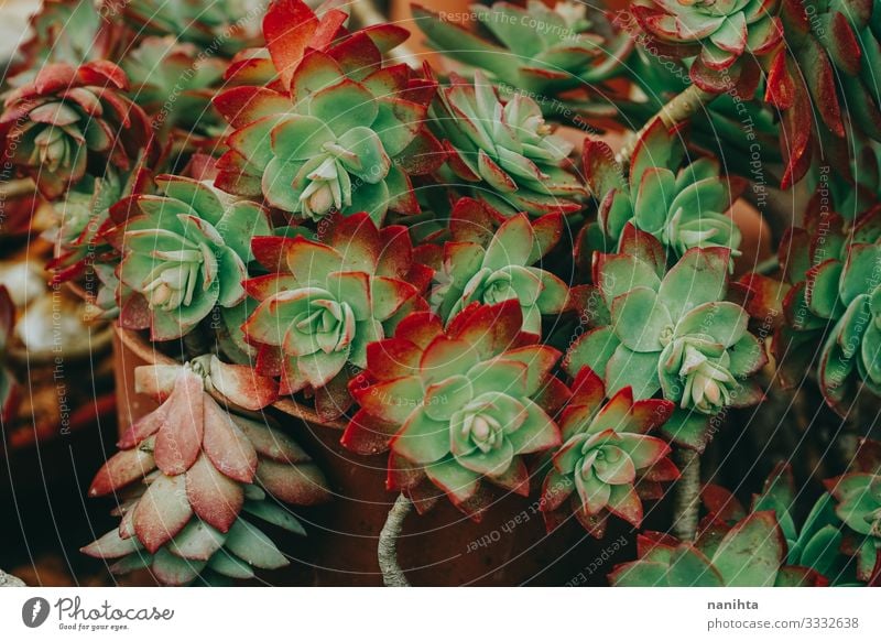 Textur eines Sedum palmeri exotisch schön Natur Pflanze Kaktus Blatt Topfpflanze verblüht dunkel natürlich grün rot Stress Farbe Fetthenne Sukkulenten