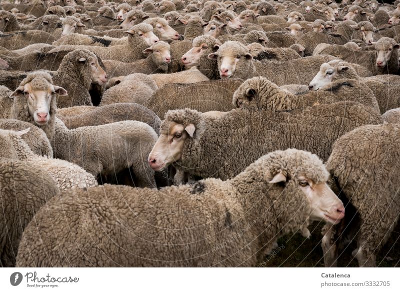 Schafherde, eng zusammengepfercht Landwirtschaft Forstwirtschaft Natur Tier Wiese Schafweide Nutztier Herde Schafpferch stehen warten braun grau rosa Nervosität