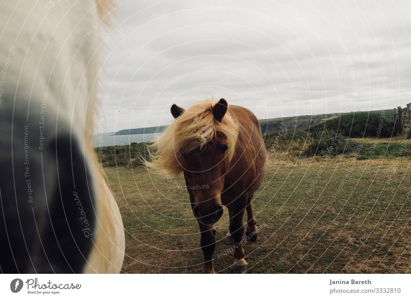 Pony in Cornwall Landschaft Tier Wolken Küste Pferd Ponys 2 atmen Fressen stehen nah Neugier Wachsamkeit ruhig Perspektive Stimmung Zusammenhalt Farbfoto