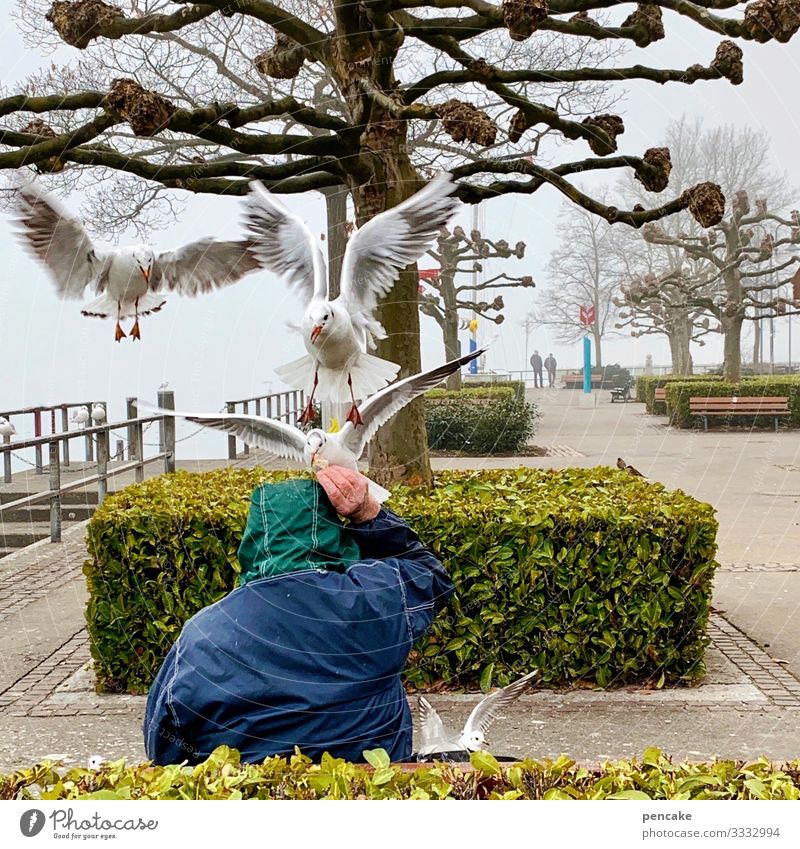 doppelter kopfstand Mensch 1 Natur Landschaft Wasser Baum Sträucher Park Seeufer Friedrichshafen Hafenstadt Jacke Tier Wildtier Vogel Tiergruppe berühren