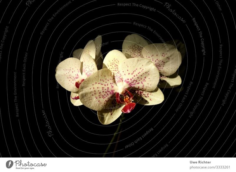 Orchidee vor schwarzem Hintergrund Pflanze Blume Ewigkeit Identität Leben Mittelpunkt Natur Farbfoto Innenaufnahme Nahaufnahme Textfreiraum links